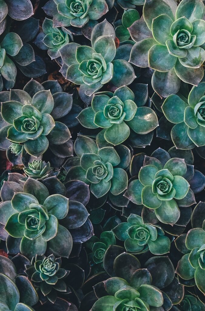 succulent, beautiful wallpaper, floral background, escheveria, plant, nature, plant growing, arid, dry gardening, cactus, background, phone wallpaper, aesthetic wallpaper