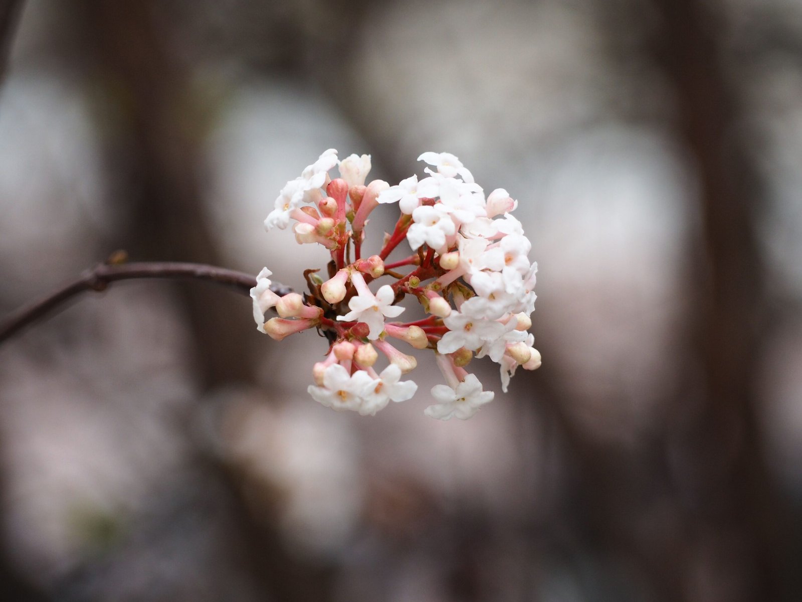 Detailed shot of Viburnum Tinus flowers in bloom, highlighting delicate white and pink petals.