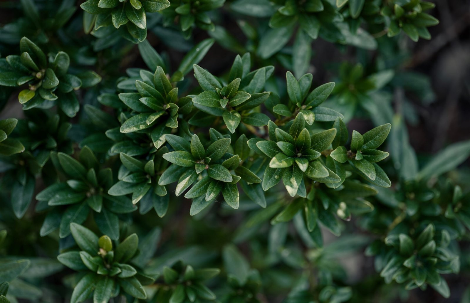 Detailed close-up of lush green foliage with vibrant leaves, perfect for nature-themed projects.